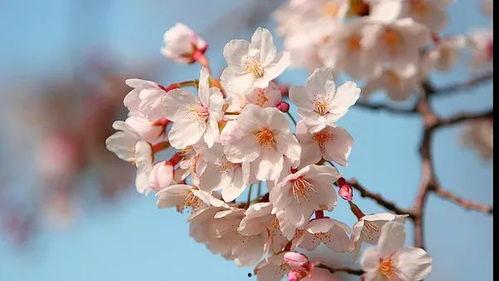 国产樱花视频英语,探索英语学习的魅力之旅